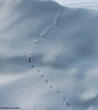  Meadow Vole tracks