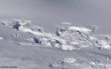 Raven tracks and wing patterns