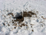 A Coyote (<em>Canis latrans</em>)  had dug up a muskrat lodge