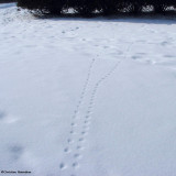 Two sets of fox (<em>Vulpes vulpes</em>) tracks