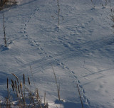 Fox (<em>Vulpes vulpes</em>) tracks