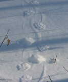 Porcupine tracks in shallow snow