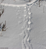 Porcupine tracks in deep snow