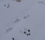 Red squirrel and Fisher tracks