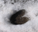 Moose (<em>Alces alces</em>)  track in snow