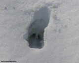 White-tailed deer (<em>Odocoileus virginianus</em>)  track in deep snow