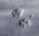 Coyote (<em>Canis latrans</em>) track