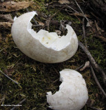 Wild turkey egg