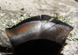Wild turkey feather
