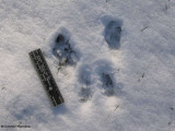 Grey squirrel tracks