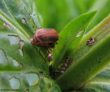 Purple loosestrife leaf beetle (<em>Galerucella</em>) with eggs