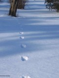 Grey squirrel tracks in deep snow