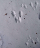 Grey squirrel (upper left) and red squirrel (the rest) tracks