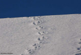 Grey squirrel tracks on roof: Stairway to heaven?
