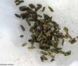 Meadow vole scat