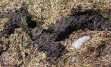 Mole or vole tunnel