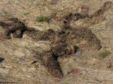 Meadow vole tunnel, after the snow has melted