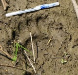 Black bear track