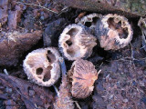 A stash of walnuts, stored and eaten by a Red Squirrel