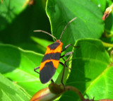 Large milkweed bug (<em>Oncopeltus fasciatus</em>)