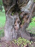 Stash of walnuts by red squirrel