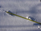 Fisher tracks