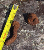 Wild turkey scat
