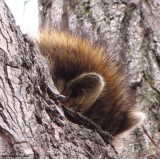 Sleeping raccoon