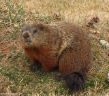 Groundhog looking a bit perplexed