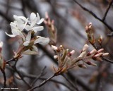 Flowering Serviceberry (<em>Amelanchier</em> sp.)