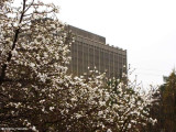 Magnolias framing the Sir John Carling Building