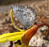 Northern spring azure butterfly  (<em>Celastrina lucia</em>)