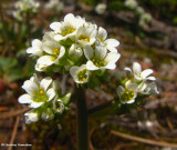 Saxifrage (<em>Saxifraga virginiensis</em>)