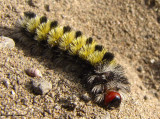 Virginia ctenucha  moth caterpillar