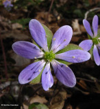 Hepatica, Round-lobed  (<em>Hepatica americana</em>)