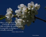 Kwanzan Cherry blossoms (<em>Prunus  kwanzan</em>)