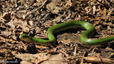 Smooth green snake (<em>Opheodrys vernalis</em>)