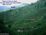 Boh tea plantation, Malaysia