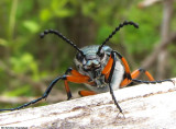 Green blister beetle (<em>Lytta sayi</em>)