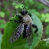 Robber fly (Laphria sp.) a bumble bee mimic