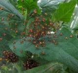 Spiderlings:  Garden cross orb weavers
