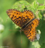 Silver-bordered fritillary (<em>Boloria selene</em>)