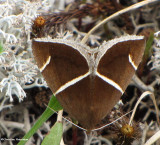 Short-lined chocolate moth (<em>Argyrostrotis anilis</em>) #8764