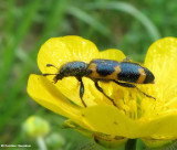 Checkered beetle (<em>Trichodes nutalli</em>) on buttercup