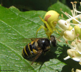 Goldenrod Crab spider with Hover fly (<em>Eristalis</em> sp.)