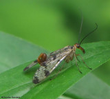 Scorpionflies (Mecoptera)