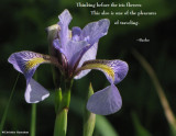 Thinking before the Iris flowers