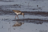 Common Redshank - Tureluur