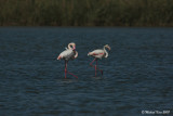 Greater Flamingo - Flamingo 
