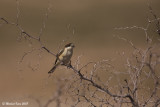 Woodchat Shrike - Roodkopklauwier 